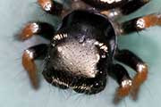 Jumping Spider (Omoedus orbiculatus) (Omoedus orbiculatus)